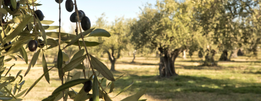 valoracion-olivar-cultivos-leñosos